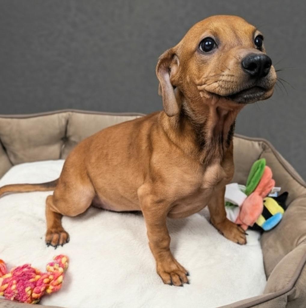Enlarge Tully-Sweet 4mo old Puppy!, a Adoptable mixed breed in Fort Myers, FL image 1/3
