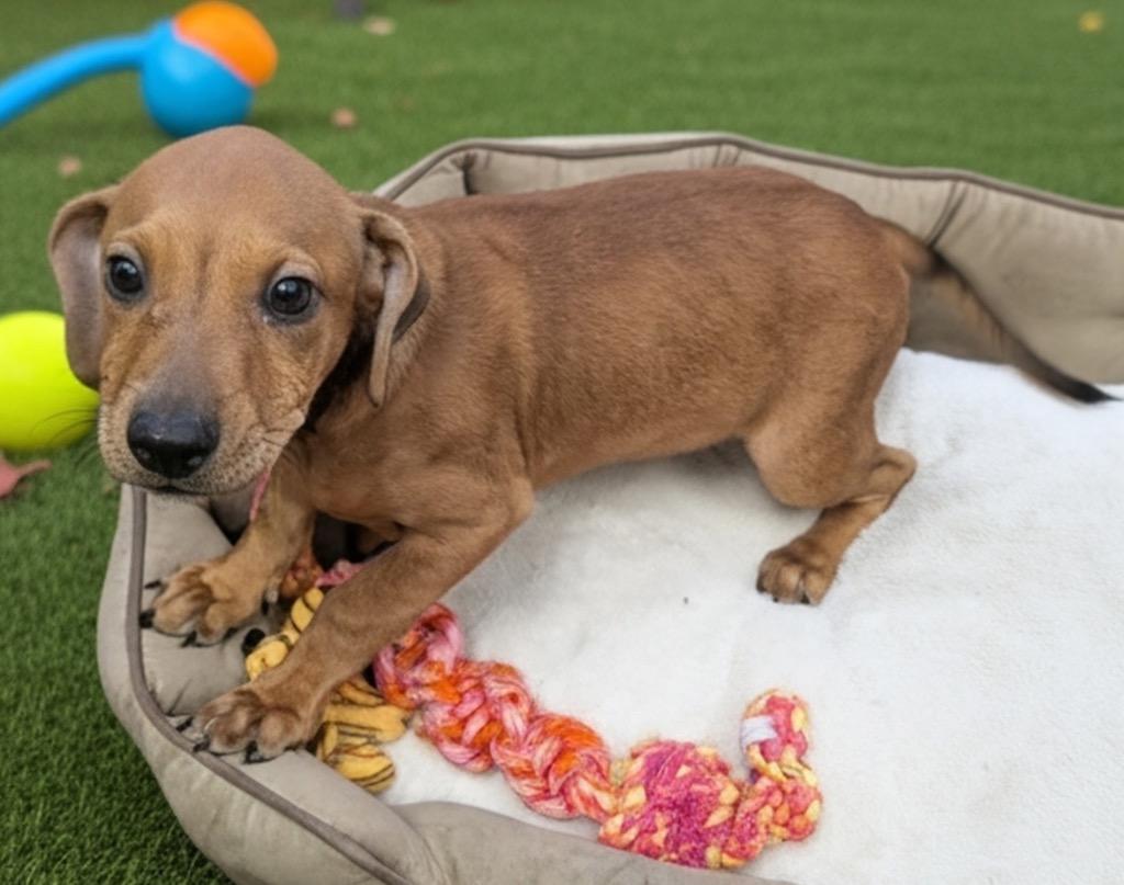 Enlarge Tully-Sweet 4mo old Puppy!, a Adoptable mixed breed in Fort Myers, FL image 2/3