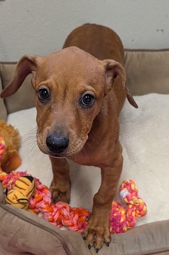 Enlarge Tully-Sweet 4mo old Puppy!, a Adoptable mixed breed in Fort Myers, FL image 3/3