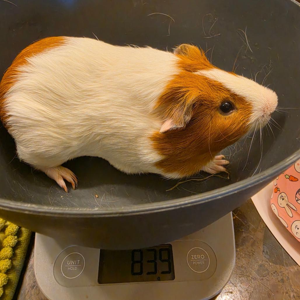 Winston w/Jasper, Adoptable, Young Male Guinea Pig.