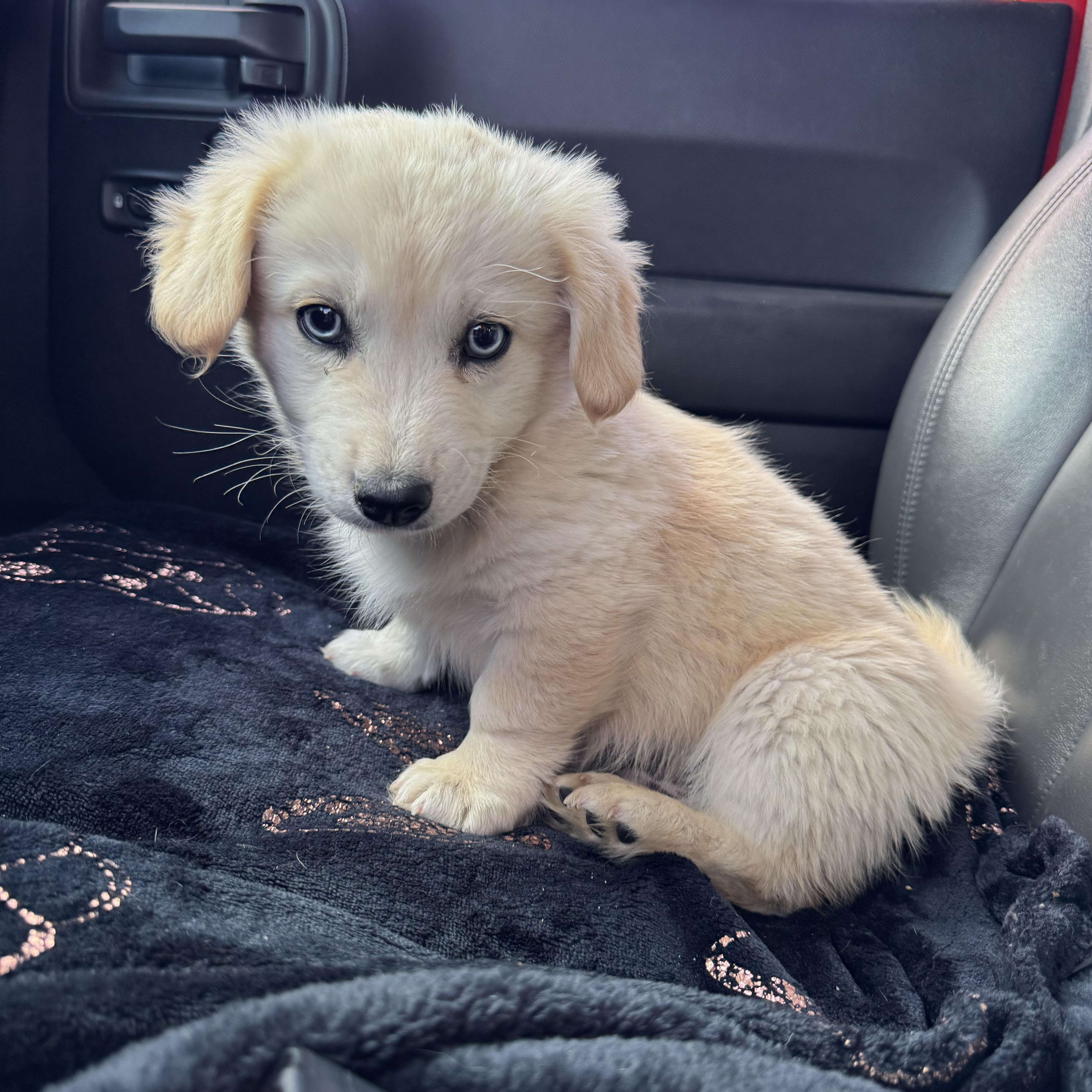 Buzz , an adopted mixed breed in ontario, CA image 6/6