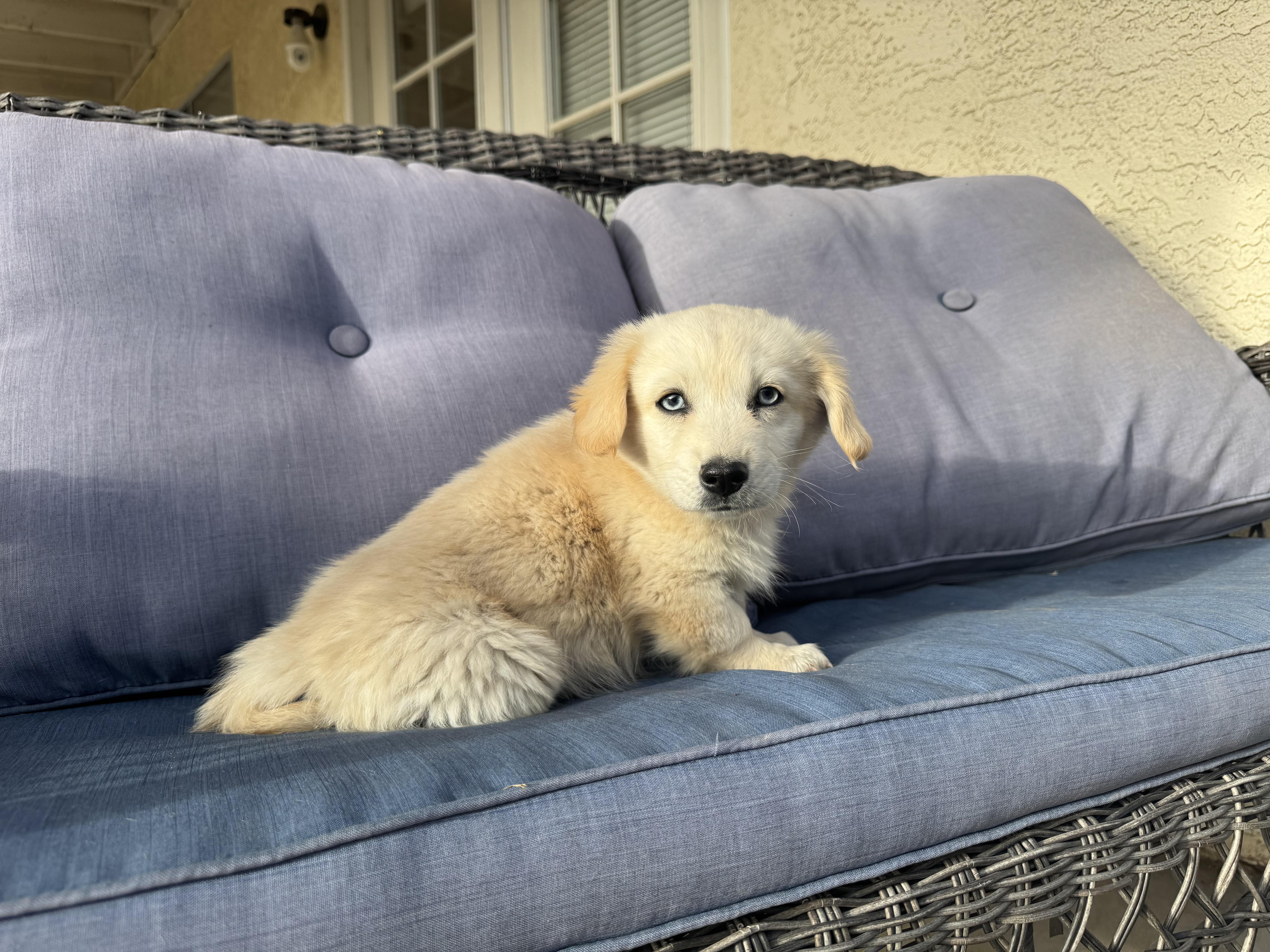 Buzz , an adopted mixed breed in ontario, CA image 4/6