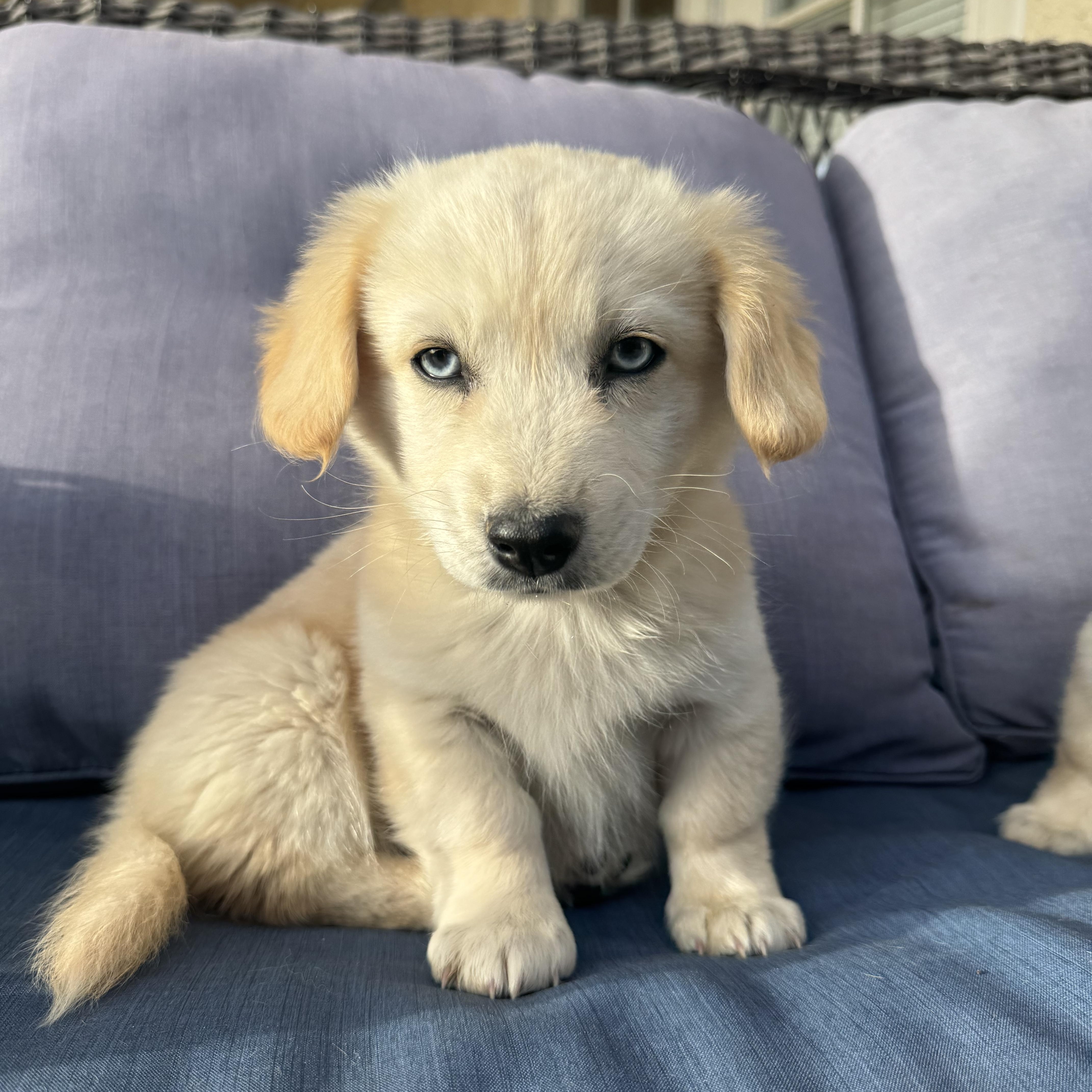 Buzz , an adopted mixed breed in ontario, CA image 1/6