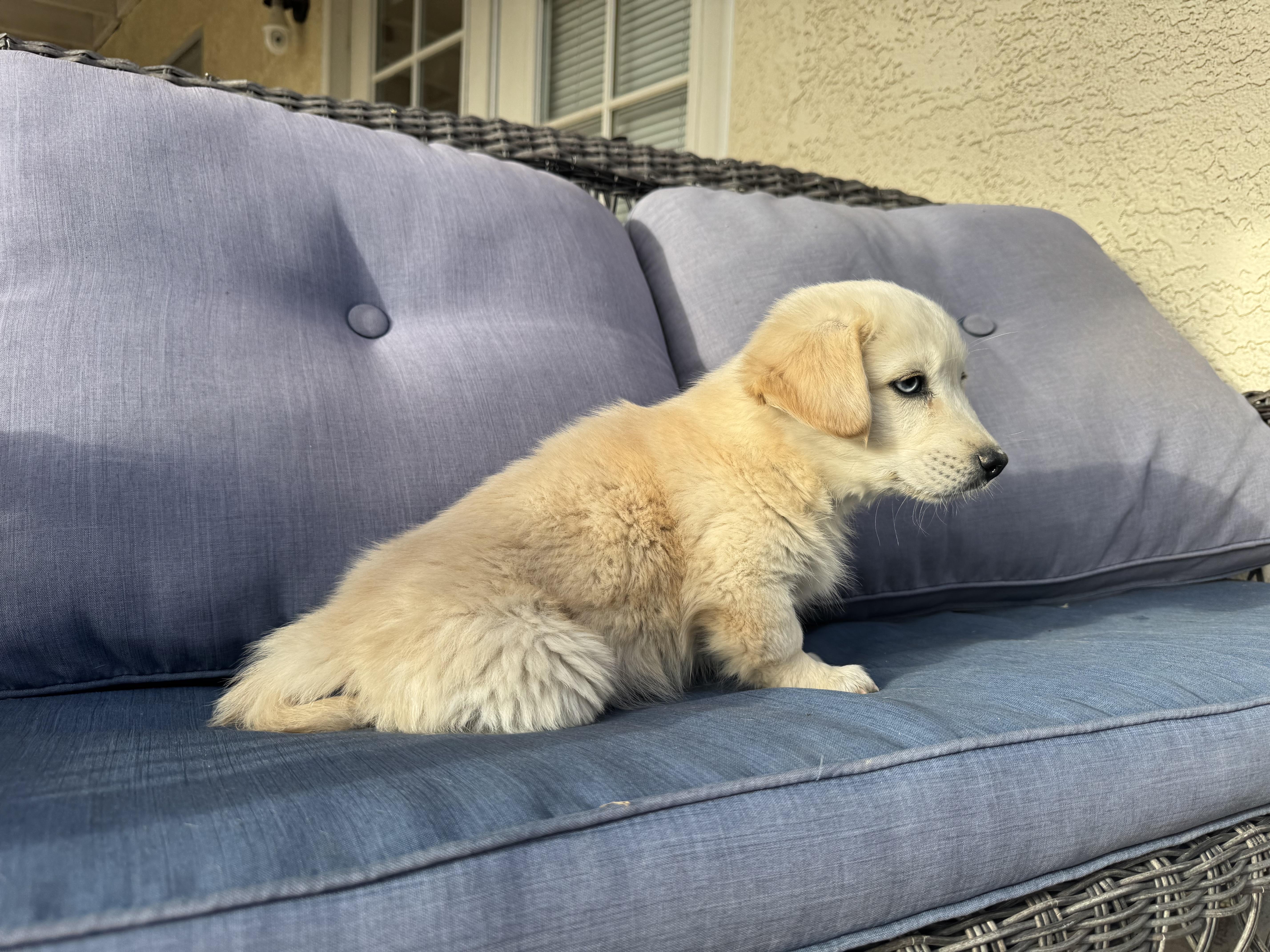 Buzz , an adopted mixed breed in ontario, CA image 2/6