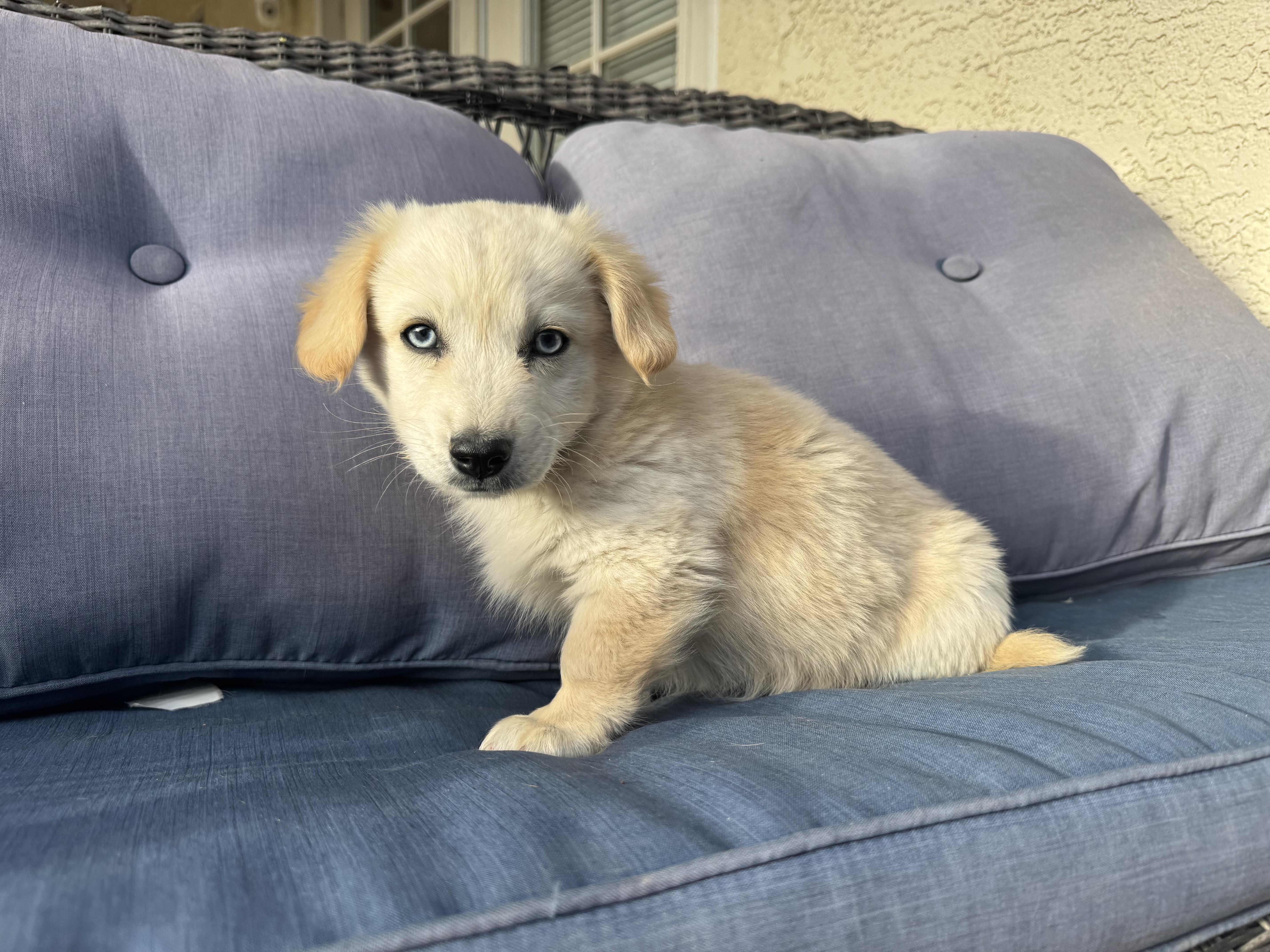 Buzz , an adopted mixed breed in ontario, CA image 3/6