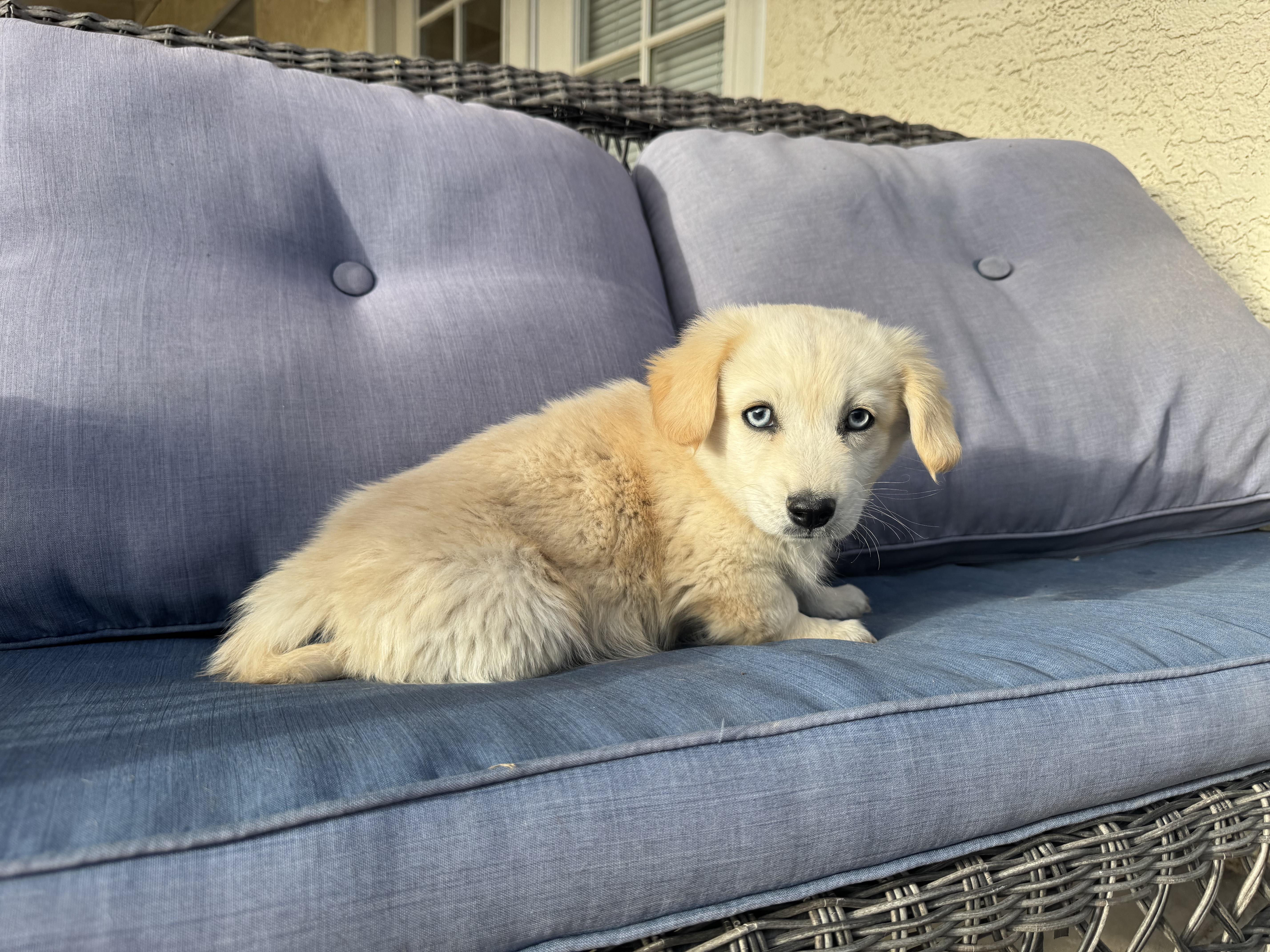 Buzz , an adopted mixed breed in ontario, CA image 5/6