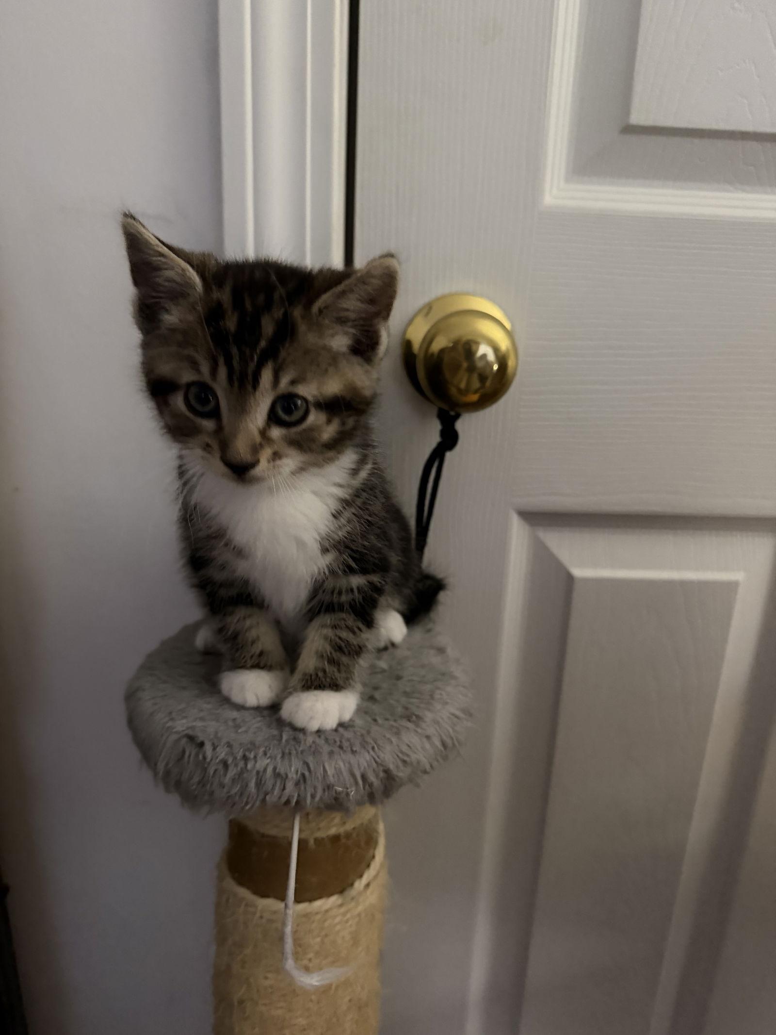 Malibu, Adopted, Kitten Female Domestic Short Hair.