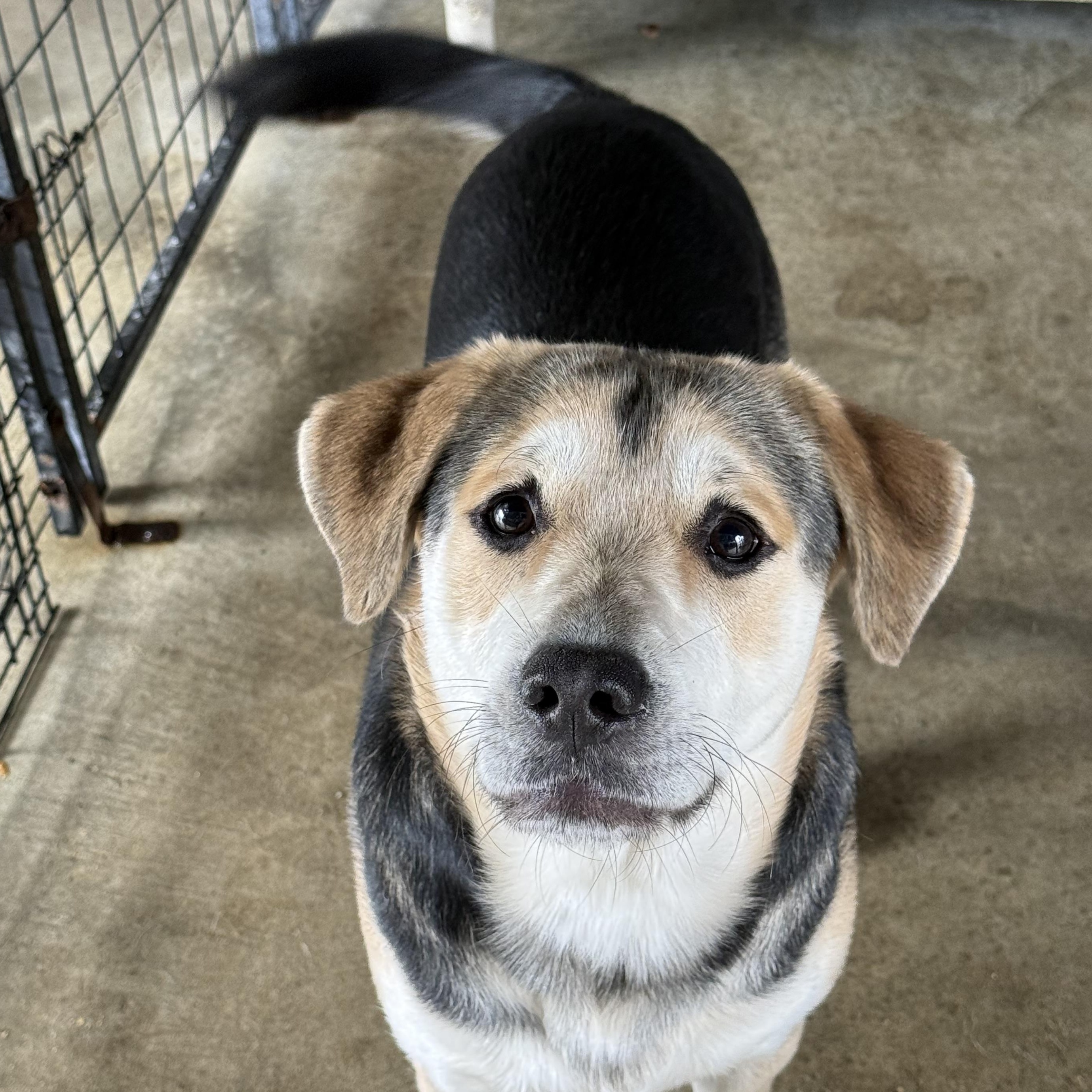 Enlarge Bison, a Adoptable mixed breed in Lewisburg, TN image 2/2