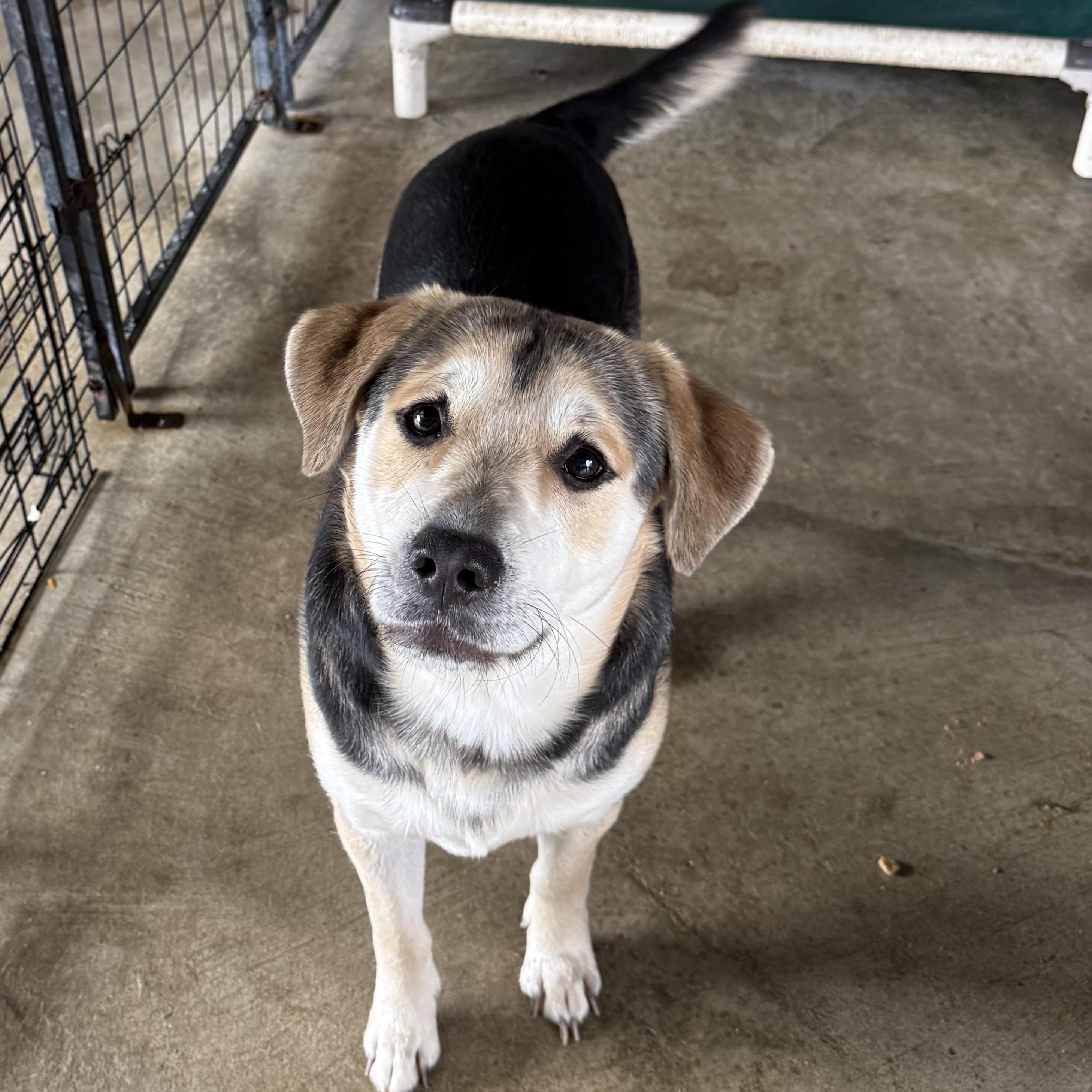 Bison, Adoptable, Young Male Shepherd.