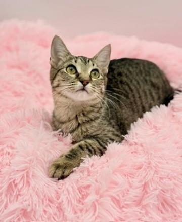 Maelah, ADOPTABLE, Kitten Female Tabby.