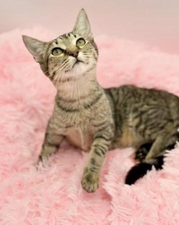 Enlarge Maelah, a ADOPTABLE Tabby in Covington, LA image 3/6