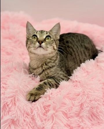 Enlarge Maelah, a ADOPTABLE Tabby in Covington, LA image 4/6