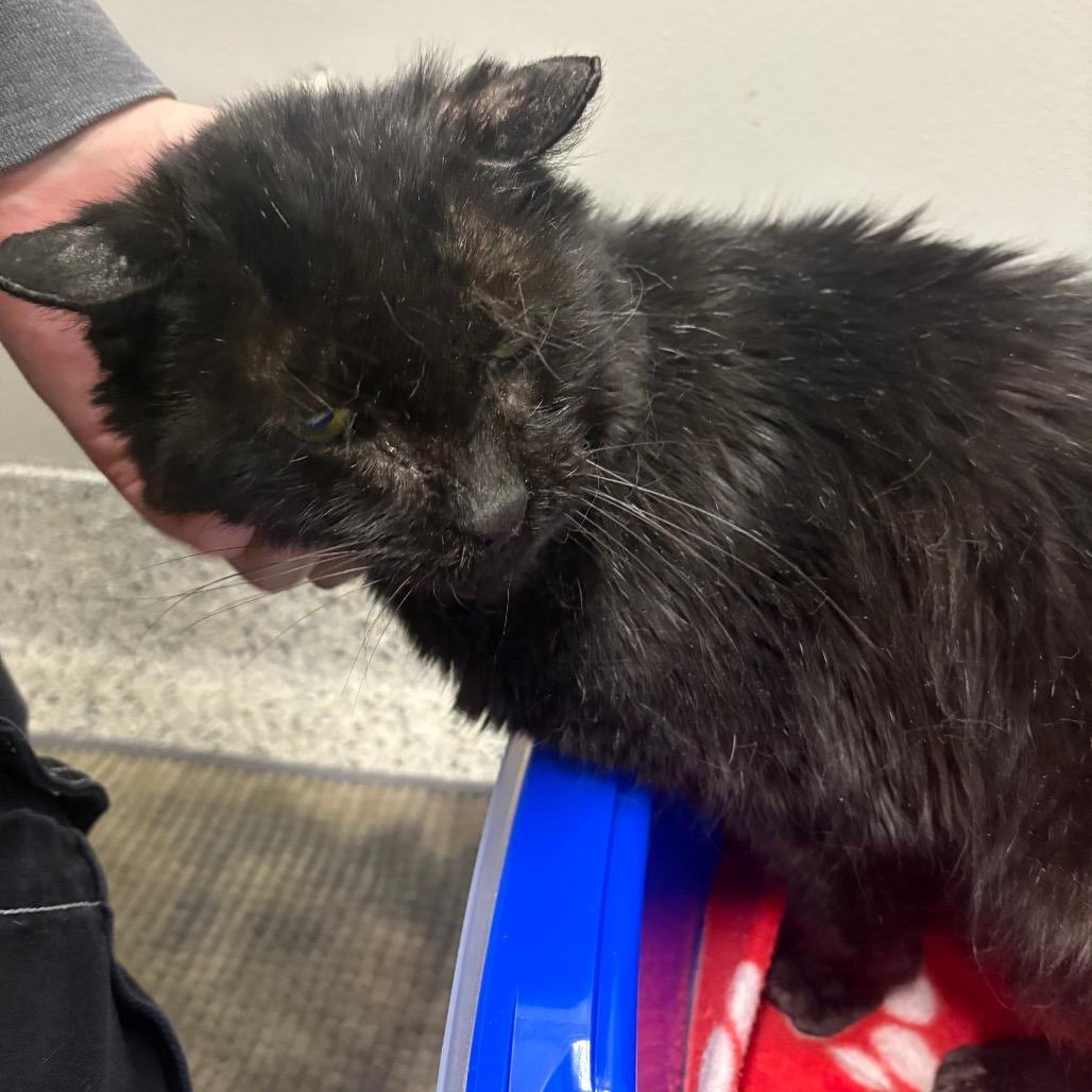 Hadley, Adoptable, Senior Male Domestic Short Hair & Mixed Breed.