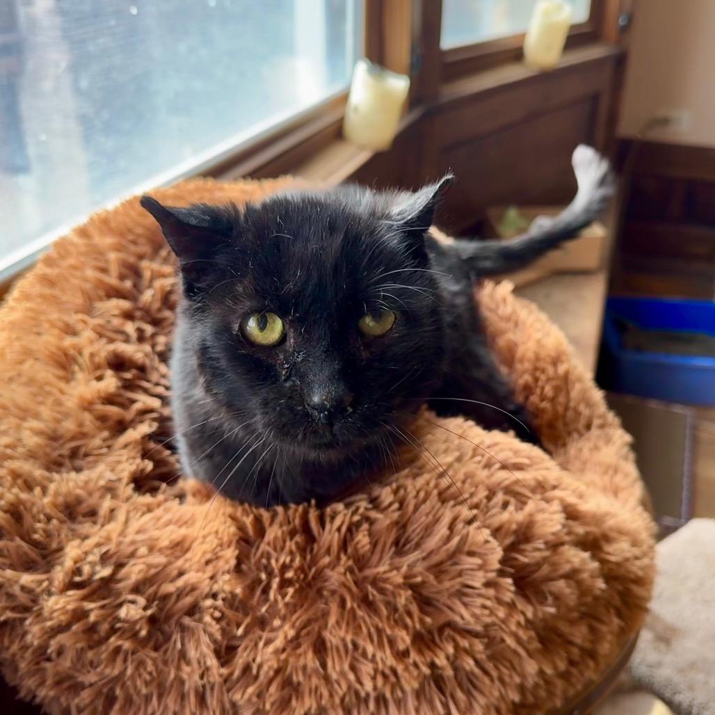 Enlarge Hadley, a Adoptable mixed breed in Oak Park, IL image 4/6