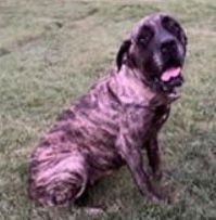 Enlarge Maggie, a Adopted Mastiff in Larkspur, CO image 2/3