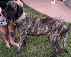 Enlarge Maggie, a Adopted Mastiff in Larkspur, CO image 1/3