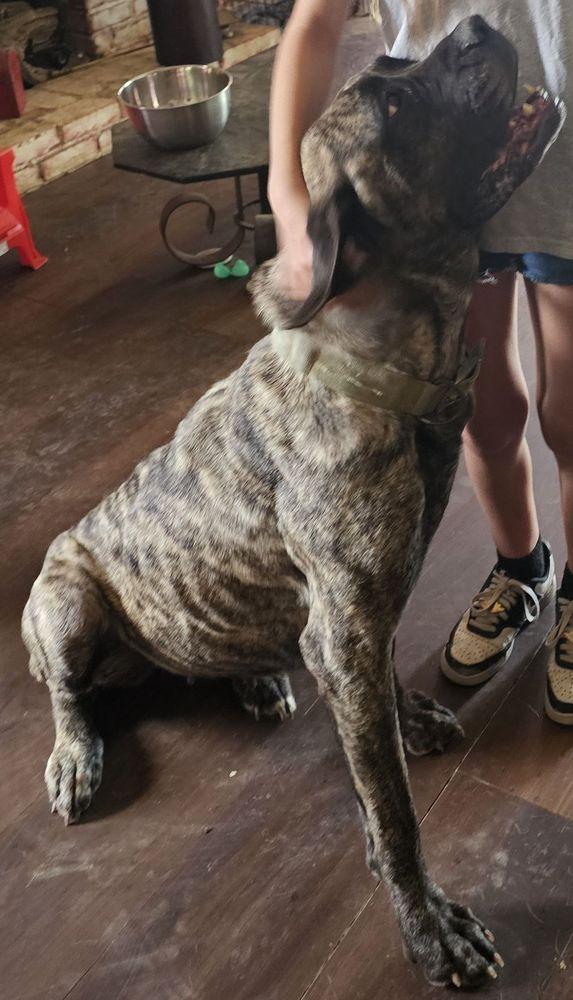 Enlarge Maggie, a Adopted Mastiff in Larkspur, CO image 3/3
