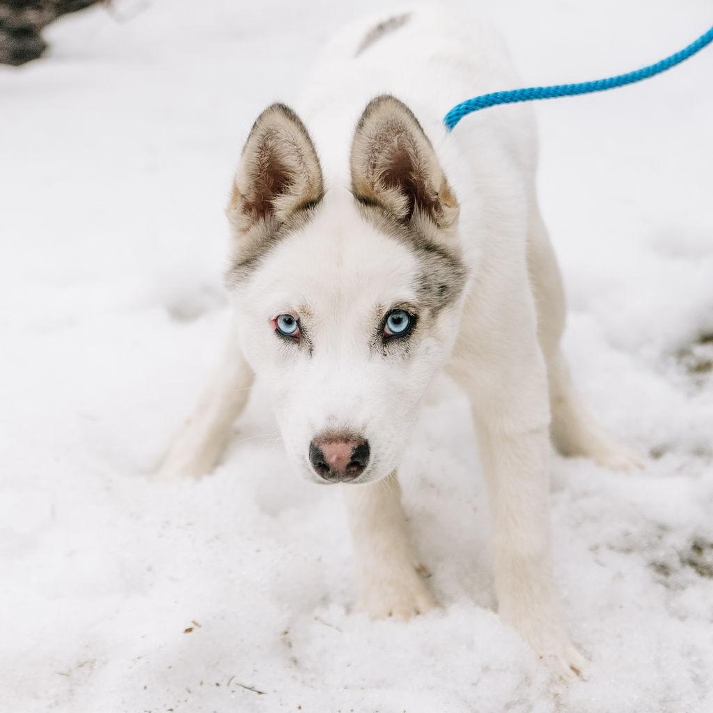 Bingo, adopted, Young Male Husky.