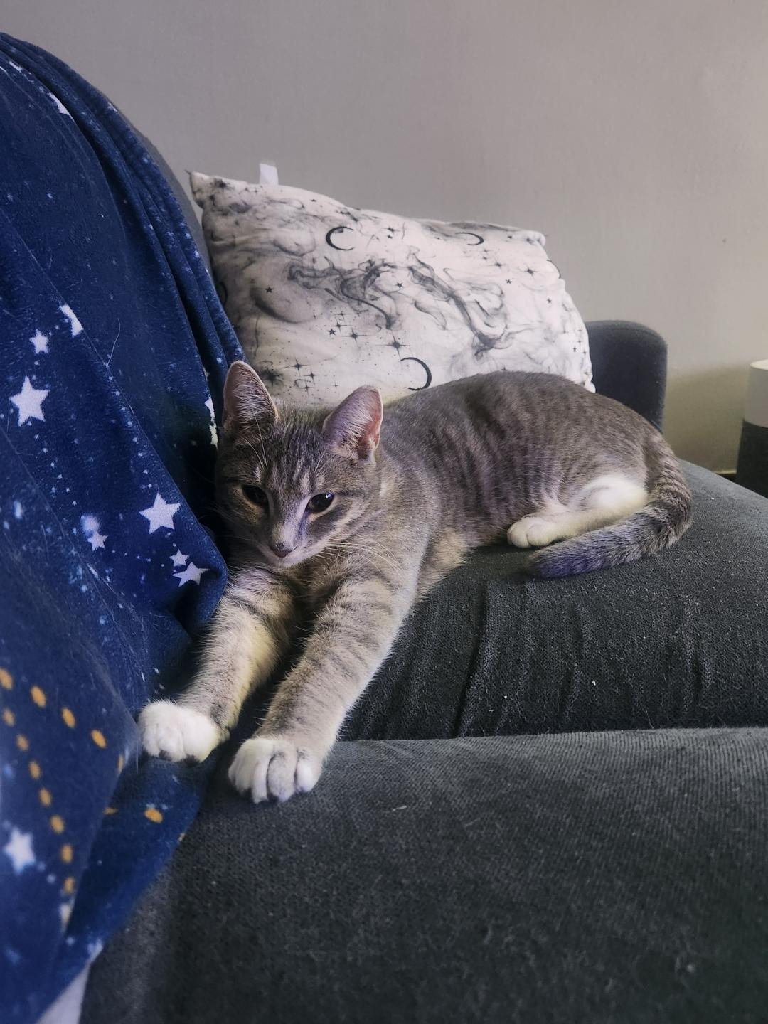 Hoppy, a ADOPTABLE Domestic Short Hair in Rochester, NY image 2/6