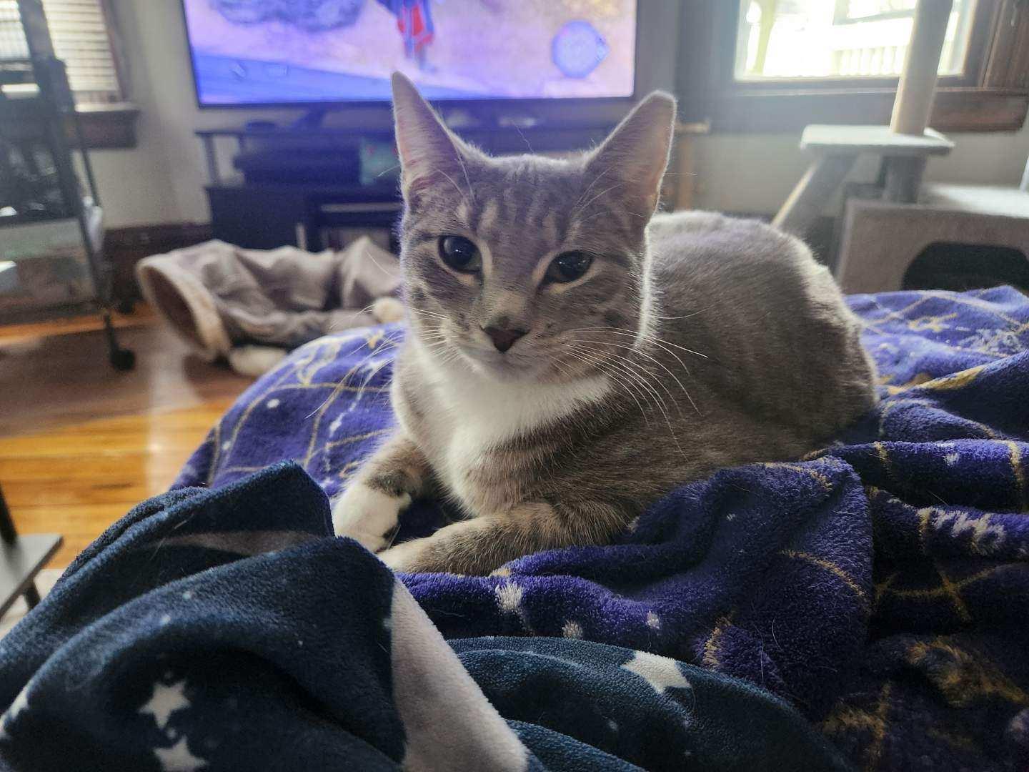 Hoppy, a ADOPTABLE Domestic Short Hair in Rochester, NY image 1/6