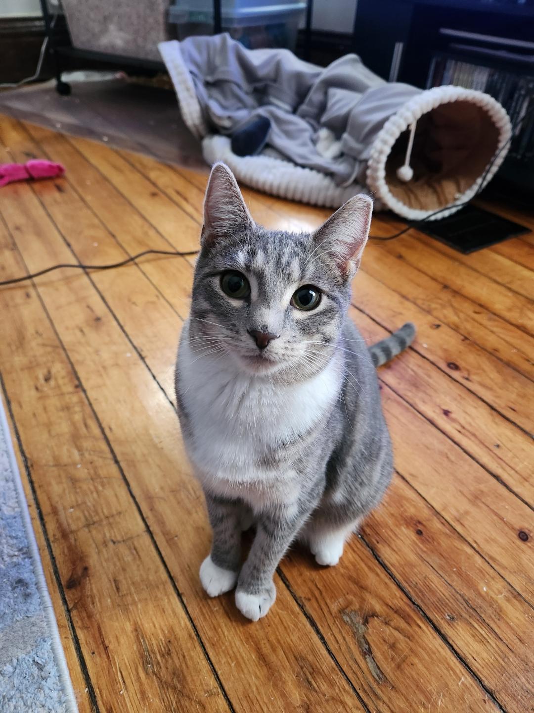 Hoppy, a ADOPTABLE Domestic Short Hair in Rochester, NY image 6/6