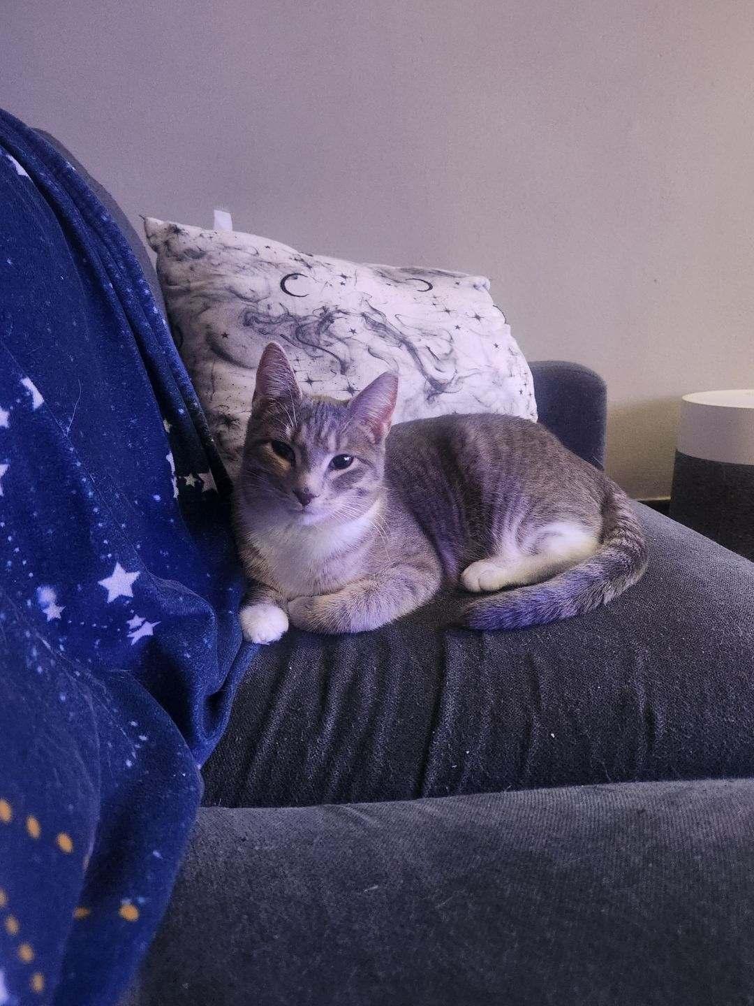 Hoppy, a ADOPTABLE Domestic Short Hair in Rochester, NY image 3/6