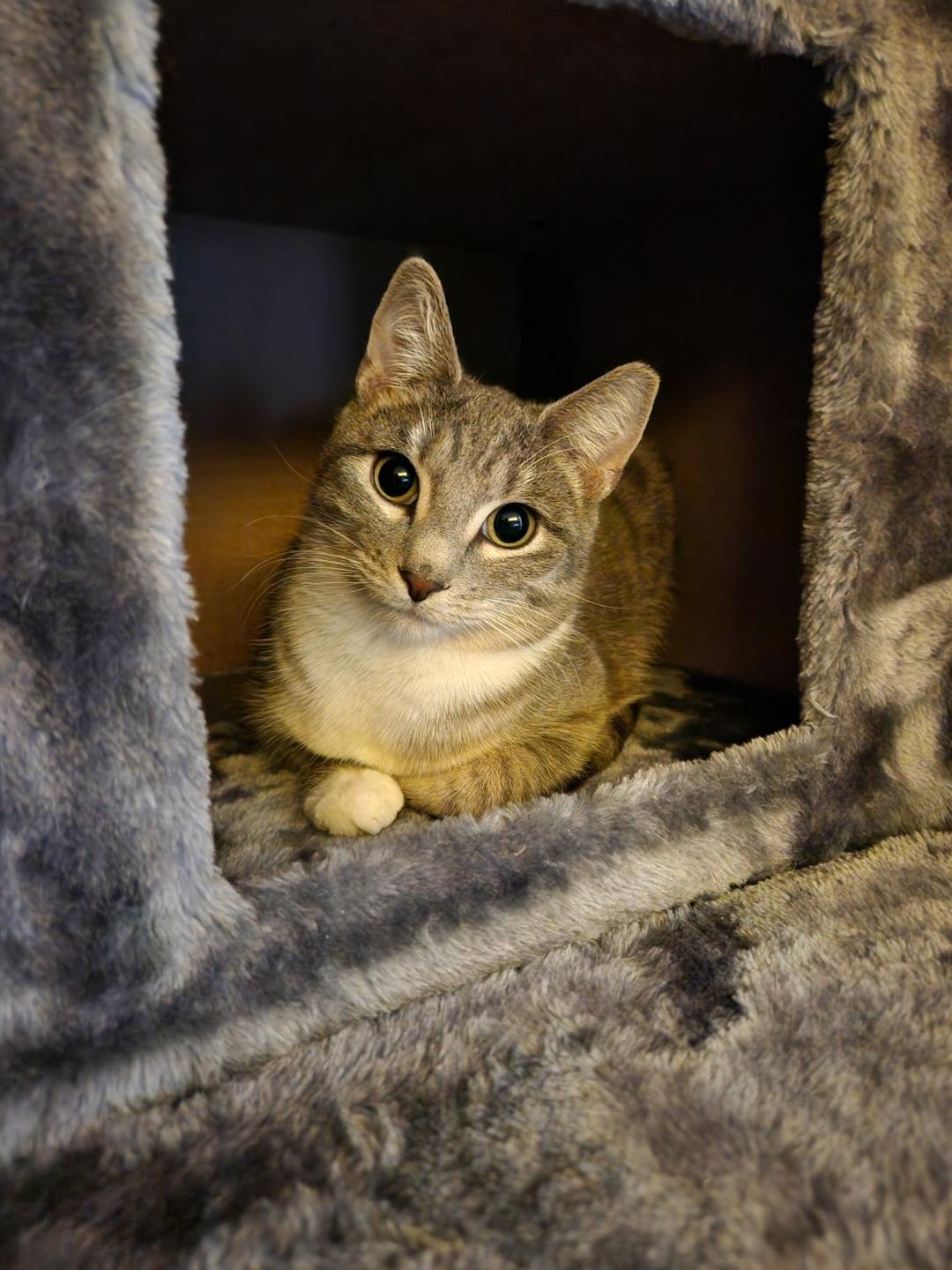 Hoppy, a ADOPTABLE Domestic Short Hair in Rochester, NY image 4/6