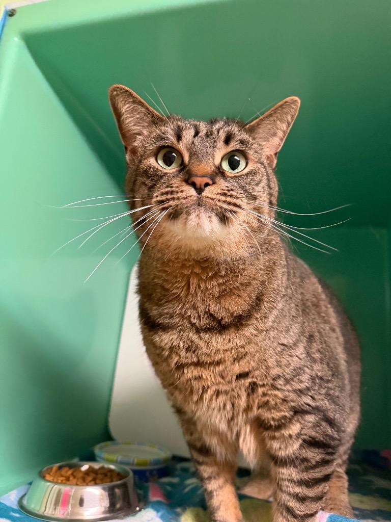 Pete from down the street, Adoptable, Young Male Domestic Short Hair.