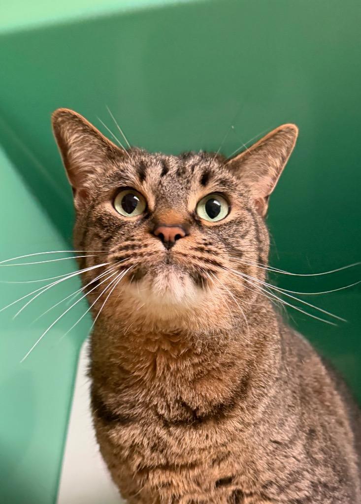 Enlarge Pete from down the street, a Adoptable mixed breed in Utica, MI image 2/2