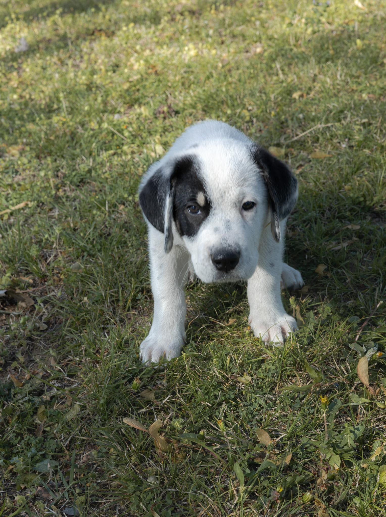 Sunday, Adoptable, Puppy Male Basset Hound.