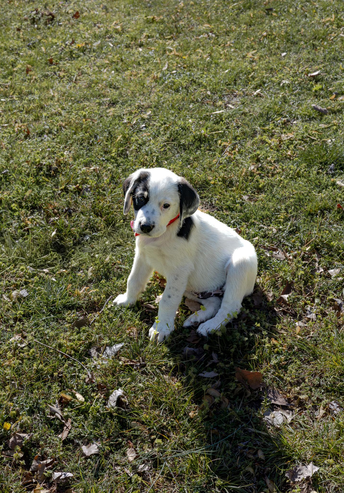 Enlarge Sunday, a Adoptable mixed breed in TULSA, OK image 2/3
