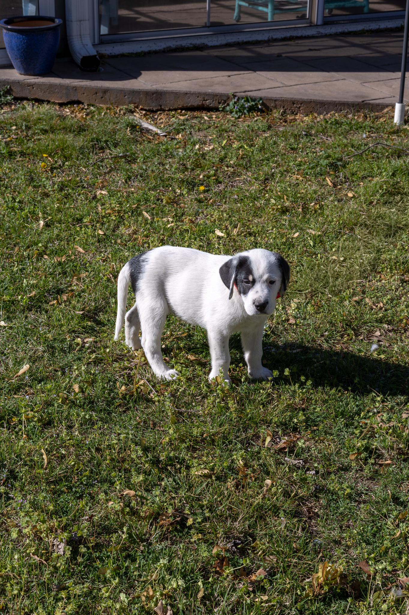Enlarge Sunday, a Adoptable mixed breed in TULSA, OK image 3/3