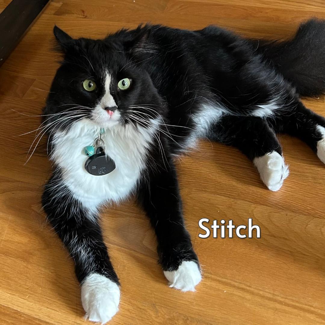 Stitch (Courtesy Posting), ADOPTABLE, Adult Male Tuxedo & Domestic Medium Hair.
