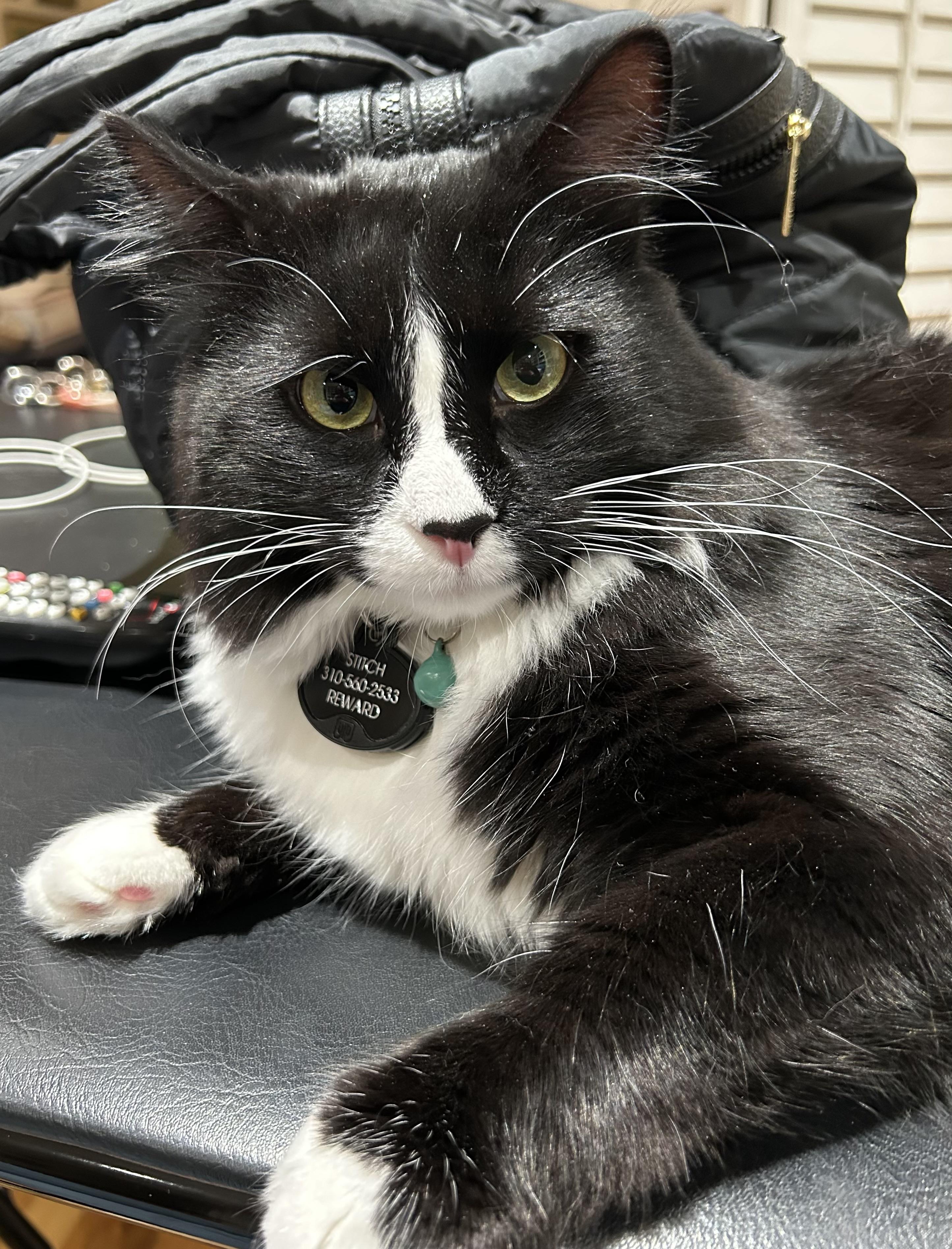 Stitch (Courtesy Posting), a ADOPTABLE mixed breed in Hermosa Beach, CA image 2/4