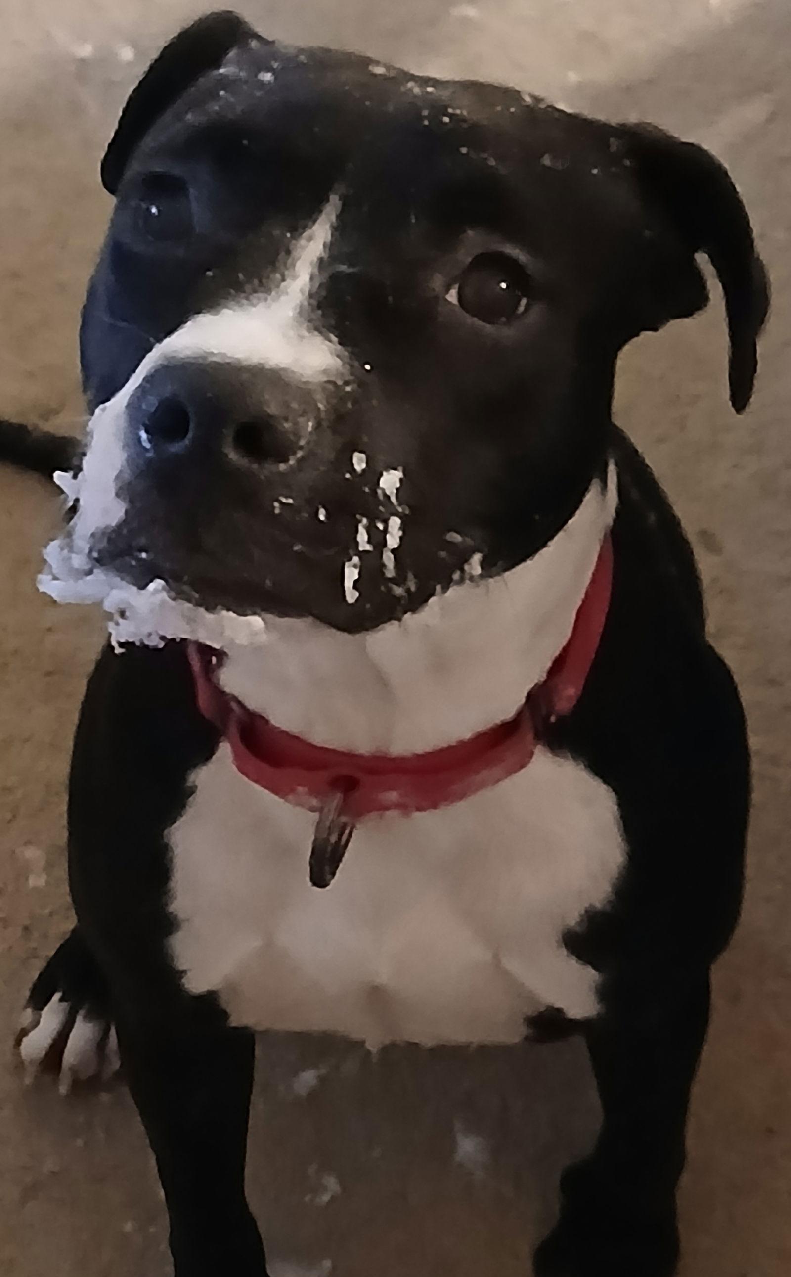 Enlarge Wednesday, a Adoptable Pit Bull Terrier in Winton, NC image 1/3