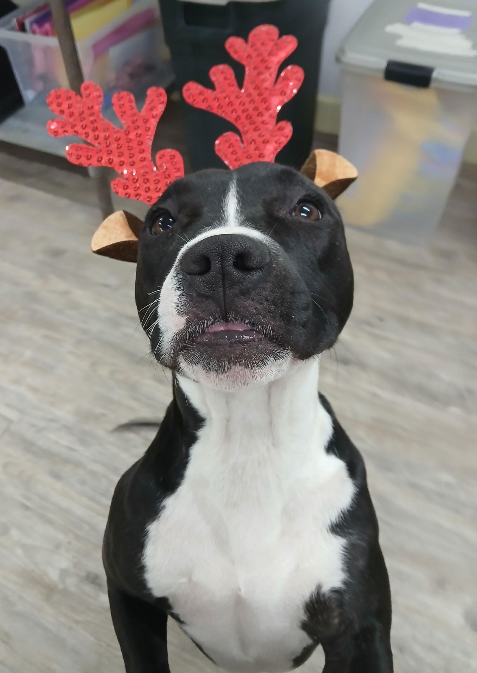 Wednesday, Adoptable, Young Female Pit Bull Terrier.