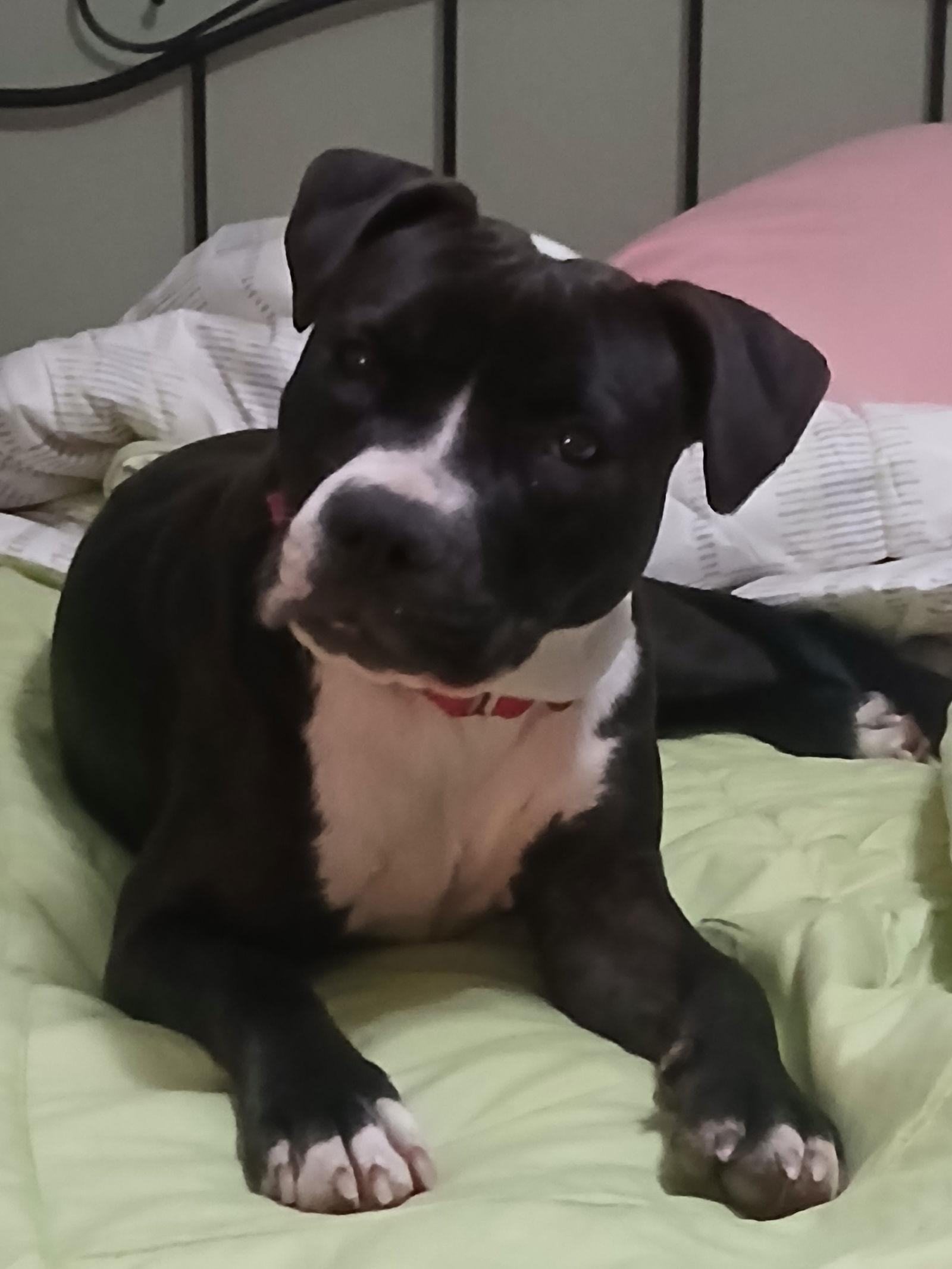 Enlarge Wednesday, a Adoptable Pit Bull Terrier in Winton, NC image 2/3