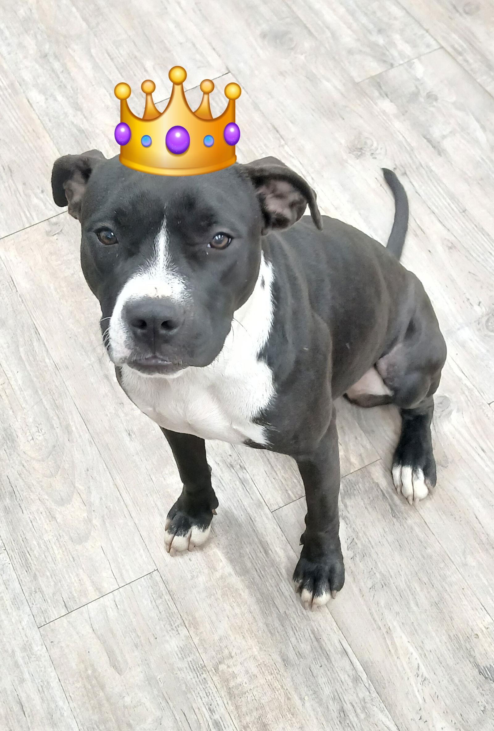 Enlarge Wednesday, a Adoptable Pit Bull Terrier in Winton, NC image 3/3