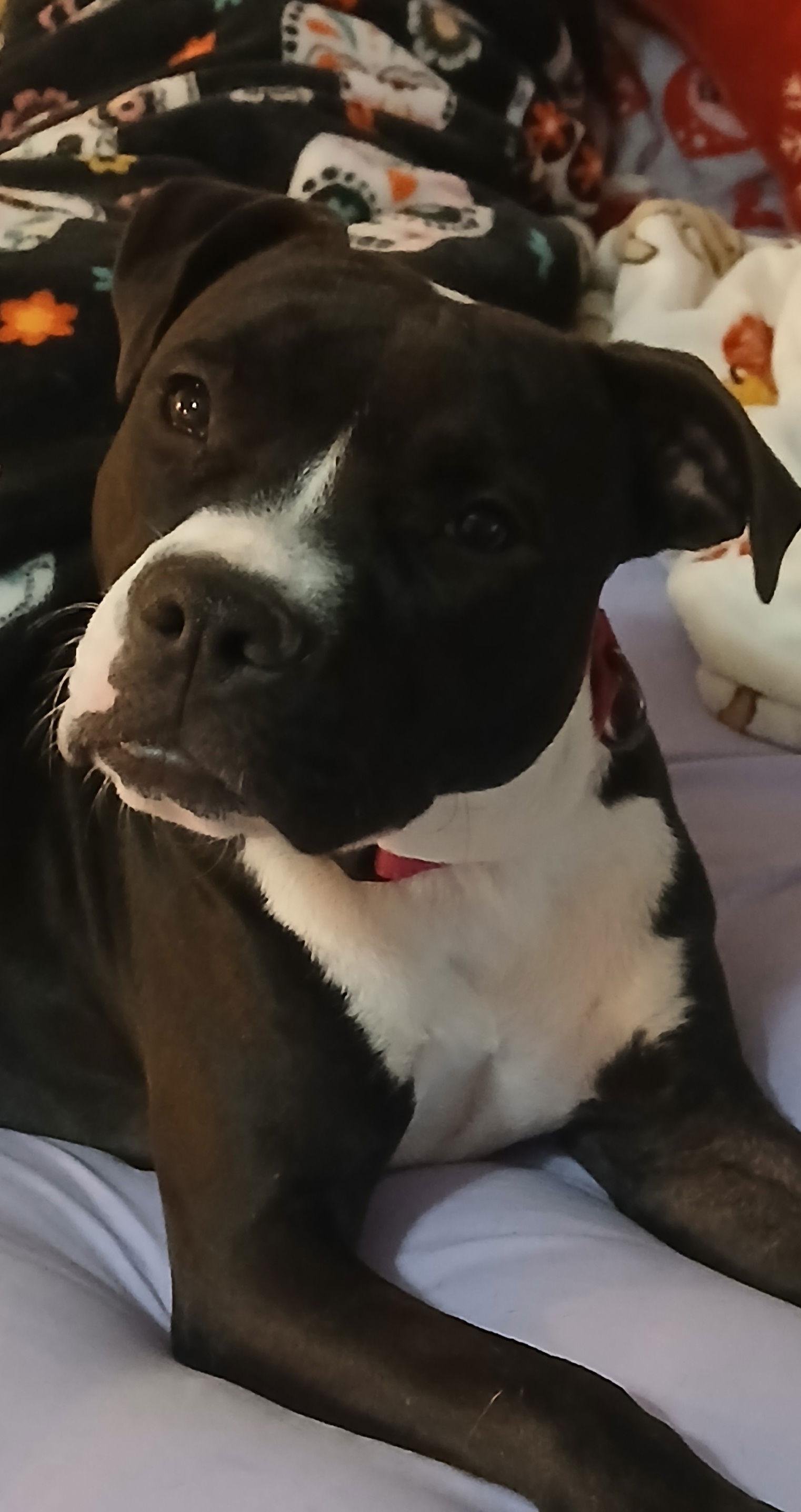 Enlarge Wednesday, a Adoptable Pit Bull Terrier in Winton, NC image 3/3