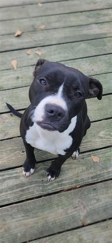Enlarge Wednesday, a Adoptable Pit Bull Terrier in Winton, NC image 2/3