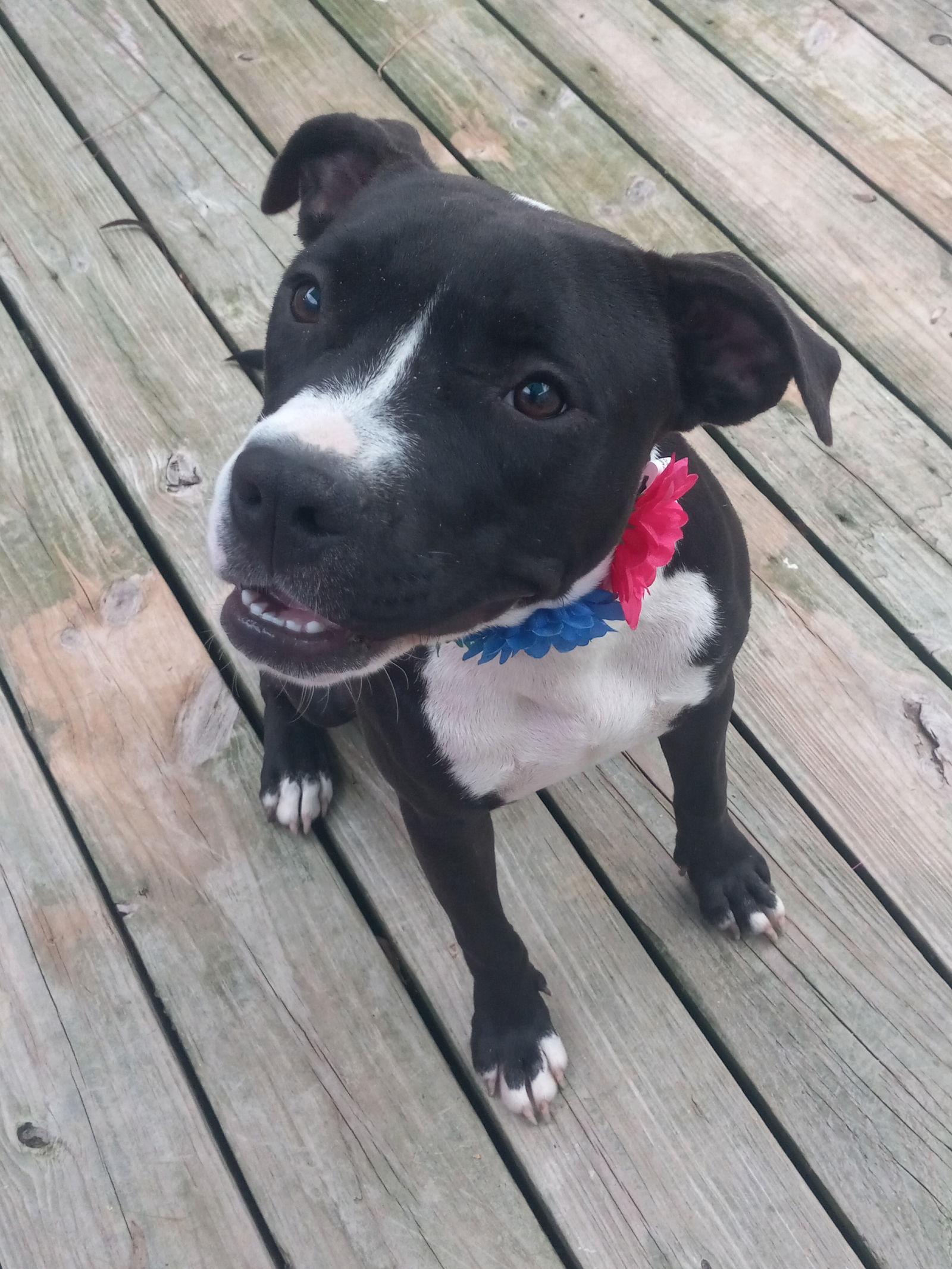 Enlarge Wednesday, a Adoptable Pit Bull Terrier in Winton, NC image 3/3