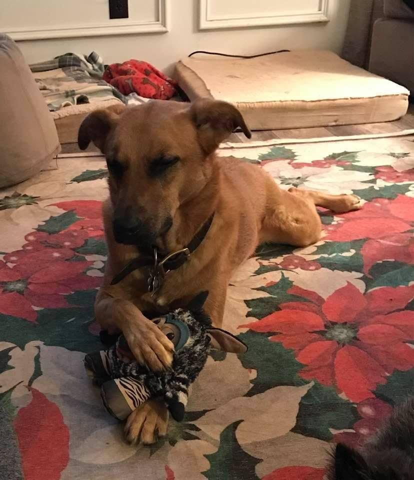 Louise, Adoptable, Puppy Female Shepherd & Shepherd.