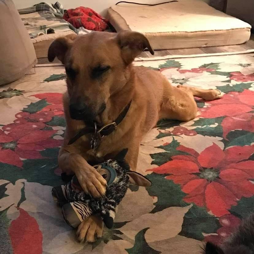 Enlarge Louise, a Adoptable mixed breed in Milton, GA image 2/6