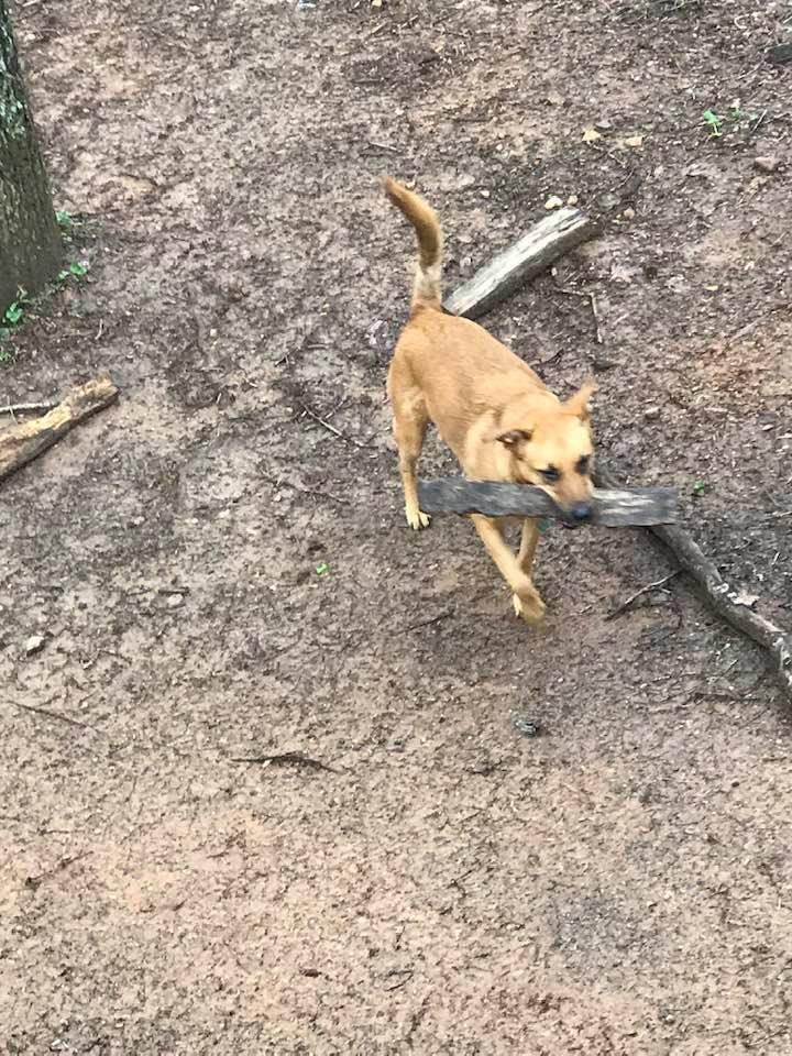 Enlarge Louise, a Adoptable mixed breed in Milton, GA image 2/6