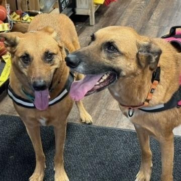 Enlarge Louise, a Adoptable mixed breed in Milton, GA image 4/6