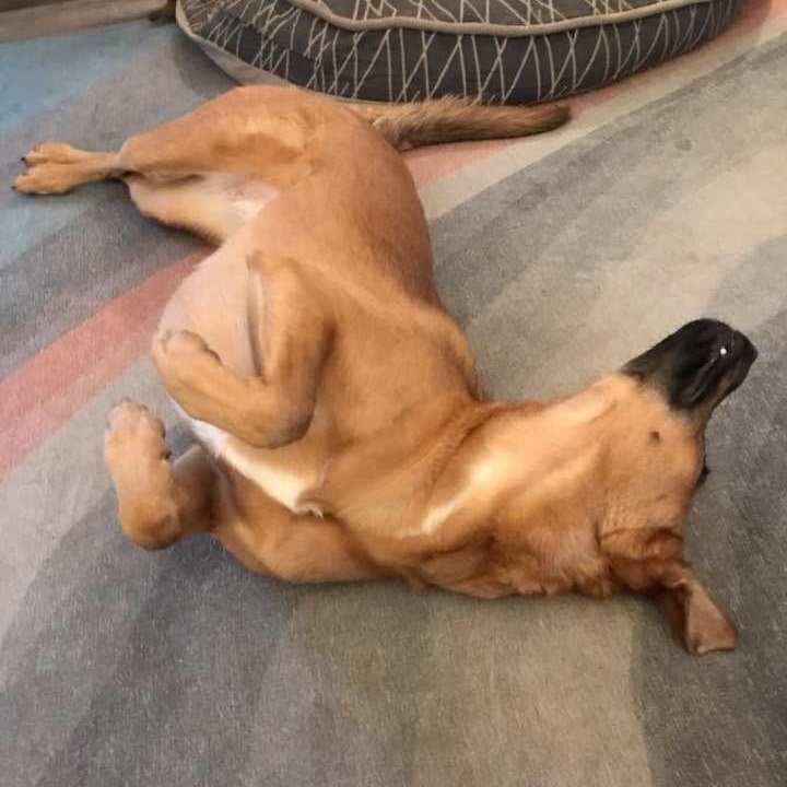 Enlarge Louise, a Adoptable mixed breed in Milton, GA image 6/6