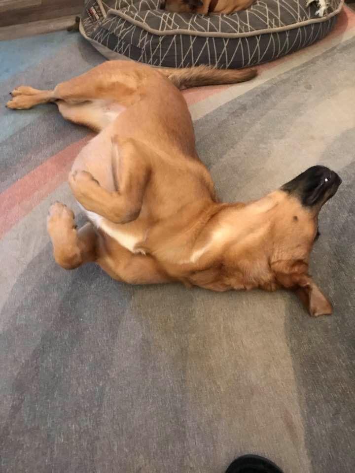 Enlarge Louise, a Adoptable mixed breed in Milton, GA image 5/6