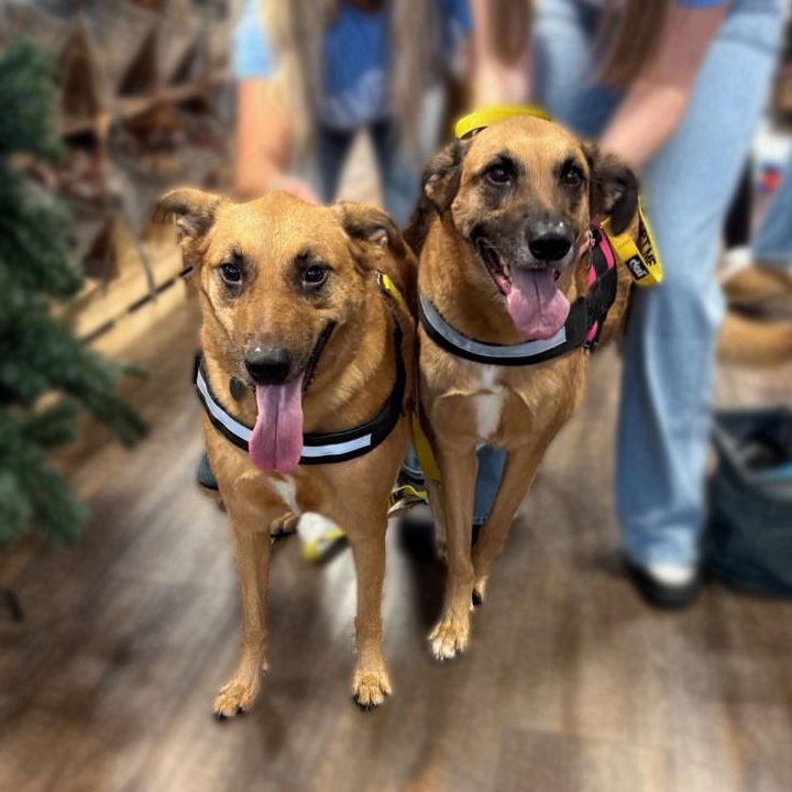 Enlarge Louise, a Adoptable mixed breed in Milton, GA image 5/6