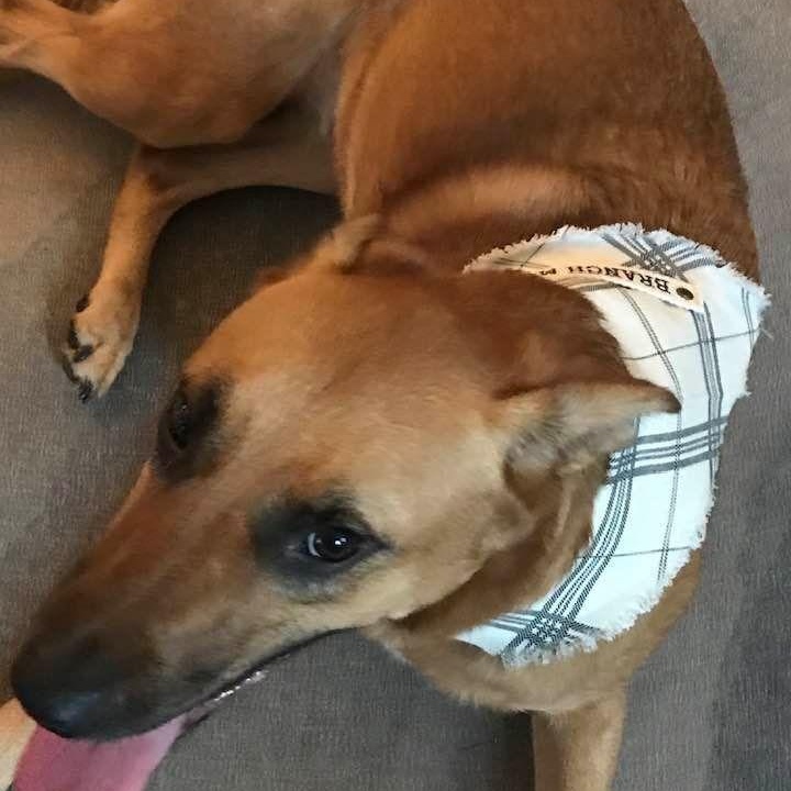 Enlarge Louise, a Adoptable mixed breed in Milton, GA image 3/6