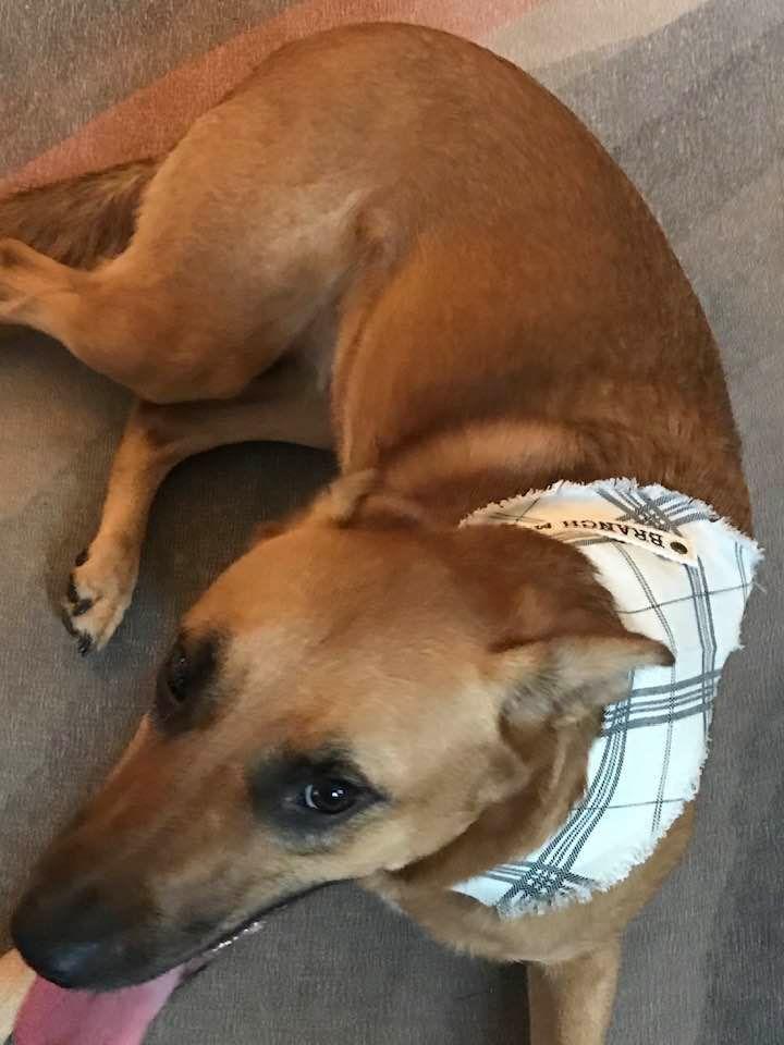 Enlarge Louise, a Adoptable mixed breed in Milton, GA image 6/6